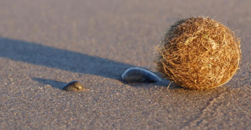 "Gedebolle": En kugle af sammenfiltrede plantedele fra stranden